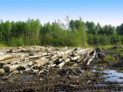 守護綠色家園 生態(tài)環(huán)境材料銷售在可持續(xù)發(fā)展中的關(guān)鍵作用